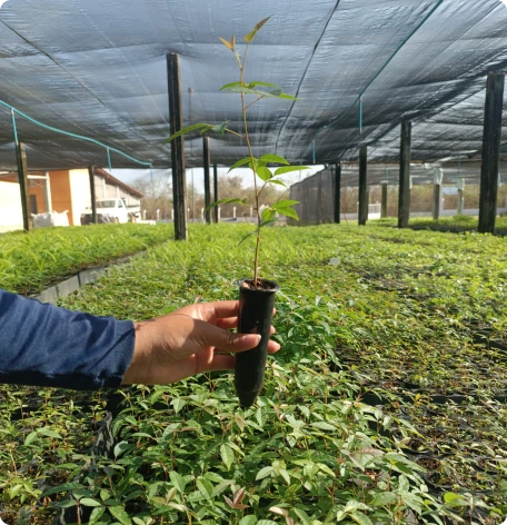yracrodruon urundeuva, conhecida popularmente como aroeira-do-sertão, aroeira ou urundeúva.
