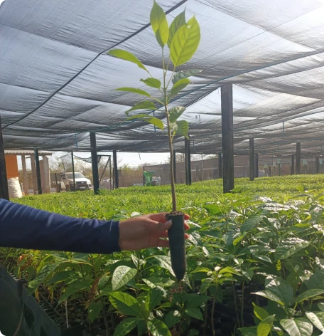 Muda de Ipê-Rosa- Viveiro Buriti