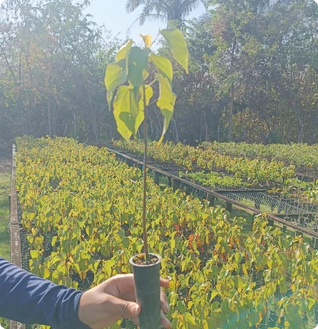 Muda de Urucum- Viveiro Buriti_