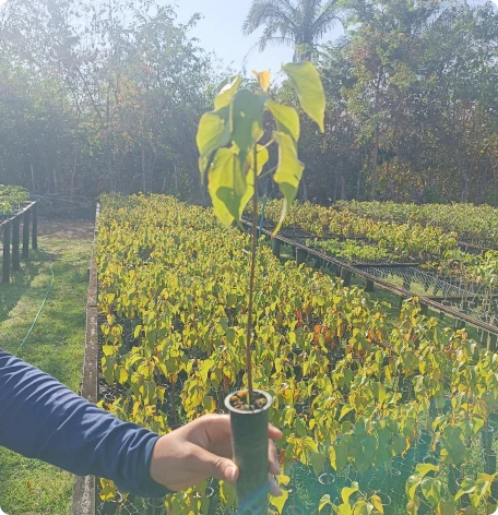 Muda de Urucum- Viveiro Buriti_