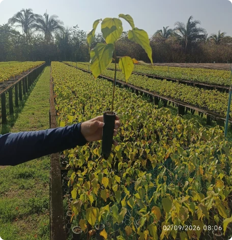 Muda de Urucum- Viveiro Buriti_